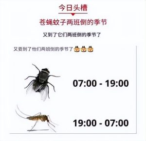 狗闻了蚊子叮咬的包萌宠-警犬训练器材厂家 _警犬训练用品_工作犬训练用品-南京开久警犬装备