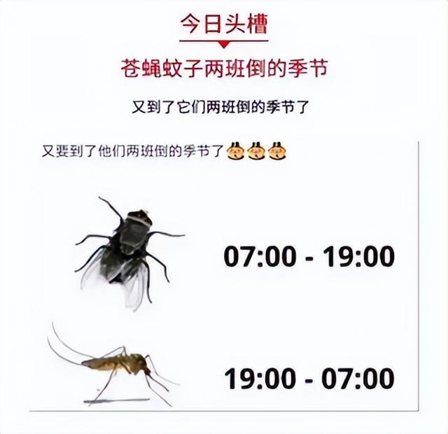 狗闻了蚊子叮咬的包萌宠 - 警犬训练器材厂家 _警犬训练用品_工作犬训练用品-南京开久警犬装备-警犬训练器材厂家 _警犬训练用品_工作犬训练用品-南京开久警犬装备