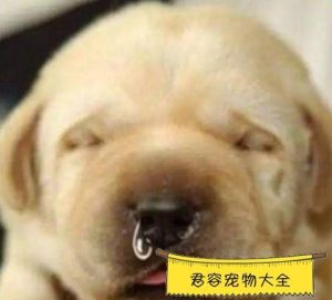 晚上家里没药狗狗怎么退烧萌宠-警犬训练器材厂家 _警犬训练用品_工作犬训练用品-南京开久警犬装备