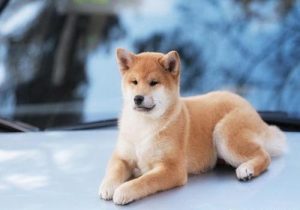 狗眼里有红虫子怎么办-警犬训练器材厂家 _警犬训练用品_工作犬训练用品-南京开久警犬装备