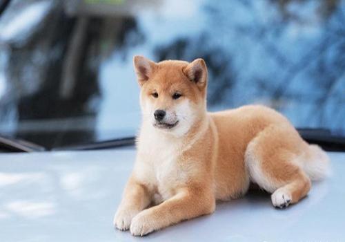 狗眼里有红虫子怎么办 - 警犬训练器材厂家 _警犬训练用品_工作犬训练用品-南京开久警犬装备-警犬训练器材厂家 _警犬训练用品_工作犬训练用品-南京开久警犬装备