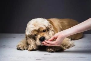 狗狗为什么喜欢主人(狗狗为什么喜欢主人抱着)-警犬训练器材厂家 _警犬训练用品_工作犬训练用品-南京开久警犬装备