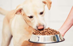 怎样喂养宠物狗?宠物狗喂养注意事项幼犬饲养-警犬训练器材厂家 _警犬训练用品_工作犬训练用品-南京开久警犬装备