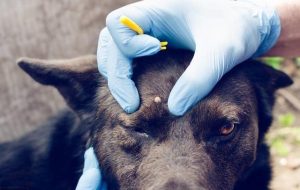 蜱虫咬死狗(蜱虫咬死狗狗)-警犬训练器材厂家 _警犬训练用品_工作犬训练用品-南京开久警犬装备