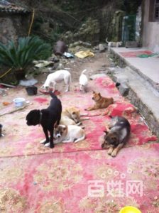 台州猎犬 *** (猎犬 ***  出售)-警犬训练器材厂家 _警犬训练用品_工作犬训练用品-南京开久警犬装备