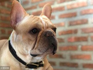 法斗犬的优缺点(法国斗牛犬的优缺点)-警犬训练器材厂家 _警犬训练用品_工作犬训练用品-南京开久警犬装备