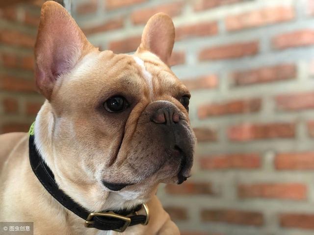 法斗犬的优缺点(法国斗牛犬的优缺点) - 警犬训练器材厂家 _警犬训练用品_工作犬训练用品-南京开久警犬装备-警犬训练器材厂家 _警犬训练用品_工作犬训练用品-南京开久警犬装备