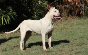 杜高犬和比特犬谁厉害(杜高犬串比特犬产下狗图)-警犬训练器材厂家 _警犬训练用品_工作犬训练用品-南京开久警犬装备