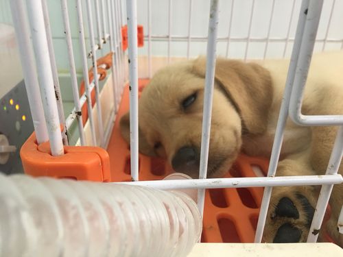 狗瘟是什么？狗瘟是什么 - 警犬训练器材厂家 _警犬训练用品_工作犬训练用品-南京开久警犬装备-警犬训练器材厂家 _警犬训练用品_工作犬训练用品-南京开久警犬装备