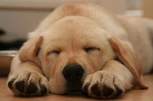 狗狗捡球不给主人,狗狗捡了球不给主人怎么办-警犬训练器材厂家 _警犬训练用品_工作犬训练用品-南京开久警犬装备