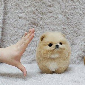 英系博美犬(英系博美犬 *** )-警犬训练器材厂家 _警犬训练用品_工作犬训练用品-南京开久警犬装备