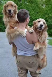 比格犬和金毛的混血(比格犬金毛杂交幼崽 *** )-警犬训练器材厂家 _警犬训练用品_工作犬训练用品-南京开久警犬装备