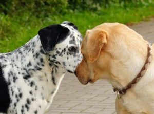 *** 的真实感-警犬训练器材厂家 _警犬训练用品_工作犬训练用品-南京开久警犬装备