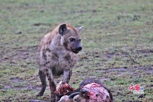 中国现存的鬣狗(世界上现存最大的鬣狗)-警犬训练器材厂家 _警犬训练用品_工作犬训练用品-南京开久警犬装备