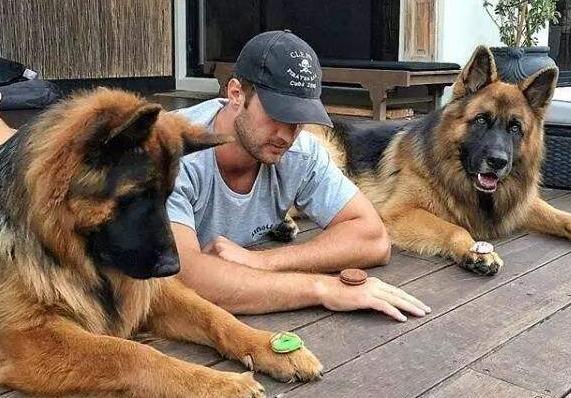 黑背犬和德牧的区别(黑背昆明犬和德牧的区别) - 警犬训练器材厂家 _警犬训练用品_工作犬训练用品-南京开久警犬装备-警犬训练器材厂家 _警犬训练用品_工作犬训练用品-南京开久警犬装备