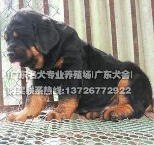 广州帝威狗场  广州帝威狗场怎么样-警犬训练器材厂家 _警犬训练用品_工作犬训练用品-南京开久警犬装备