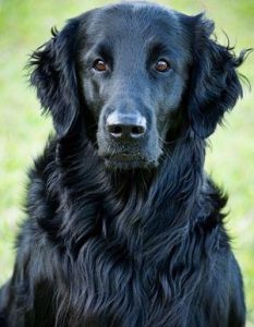 金毛寻回犬和金毛的区别(平毛寻回犬和黑色金毛的区别)-警犬训练器材厂家 _警犬训练用品_工作犬训练用品-南京开久警犬装备