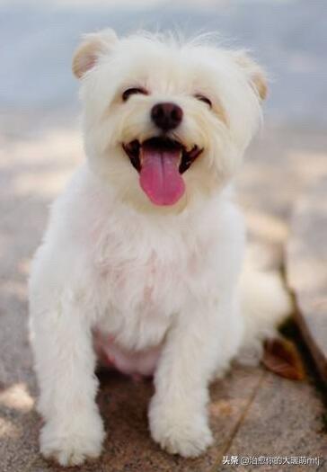 狗狗身上很热怎么回事(狗狗身上有皮屑怎么回事) - 警犬训练器材厂家 _警犬训练用品_工作犬训练用品-南京开久警犬装备-警犬训练器材厂家 _警犬训练用品_工作犬训练用品-南京开久警犬装备