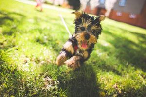 狗狗无缘无故发出尖叫(狗狗无缘无故尖叫是什么情况)-警犬训练器材厂家 _警犬训练用品_工作犬训练用品-南京开久警犬装备