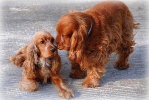 英国可卡犬价格(英国可卡犬价格表)-警犬训练器材厂家 _警犬训练用品_工作犬训练用品-南京开久警犬装备