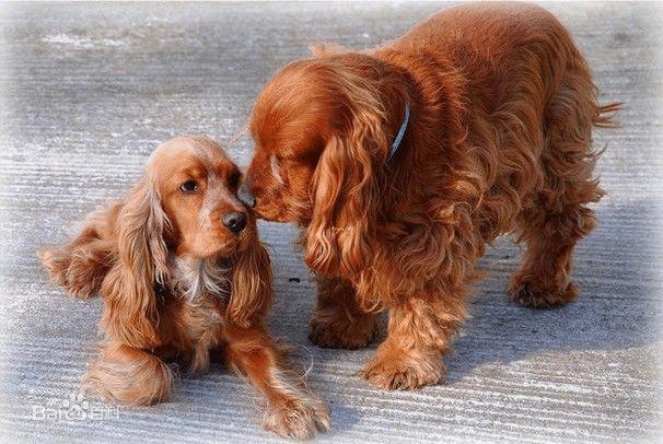英国可卡犬价格(英国可卡犬价格表) - 警犬训练器材厂家 _警犬训练用品_工作犬训练用品-南京开久警犬装备-警犬训练器材厂家 _警犬训练用品_工作犬训练用品-南京开久警犬装备