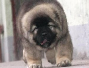 高加索犬饲养萌宠(高加索犬的饲养 *** )-警犬训练器材厂家 _警犬训练用品_工作犬训练用品-南京开久警犬装备