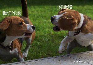 狗王偷狗，把狗杀死偷狗属于什么-警犬训练器材厂家 _警犬训练用品_工作犬训练用品-南京开久警犬装备