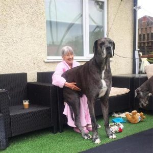 最大的狗(最大的狗熊)-警犬训练器材厂家 _警犬训练用品_工作犬训练用品-南京开久警犬装备