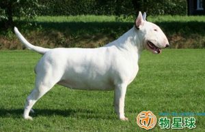 牛头梗犬介绍(牛头梗犬打架 *** )-警犬训练器材厂家 _警犬训练用品_工作犬训练用品-南京开久警犬装备