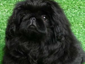 黑色京巴犬多少钱一只(小京巴犬多少钱)-警犬训练器材厂家 _警犬训练用品_工作犬训练用品-南京开久警犬装备