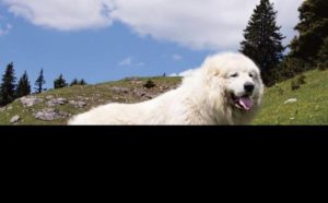 大白熊犬(大白熊犬和金毛的杂交)-警犬训练器材厂家 _警犬训练用品_工作犬训练用品-南京开久警犬装备