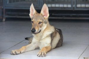 昆明狼犬(昆明狼犬价格及 *** )-警犬训练器材厂家 _警犬训练用品_工作犬训练用品-南京开久警犬装备