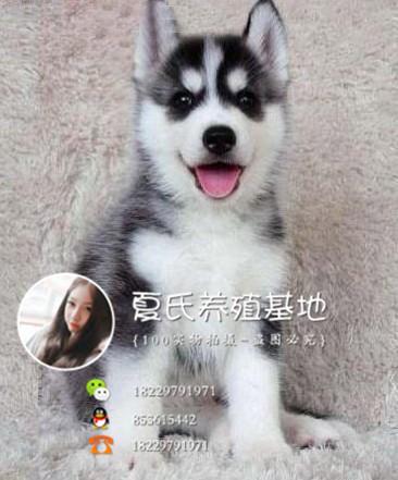 卖狗宠物交易平台哪个好(狗文交易平台 *** 是哪个) - 警犬训练器材厂家 _警犬训练用品_工作犬训练用品-南京开久警犬装备-警犬训练器材厂家 _警犬训练用品_工作犬训练用品-南京开久警犬装备