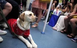 导盲犬进海底涝-警犬训练器材厂家 _警犬训练用品_工作犬训练用品-南京开久警犬装备