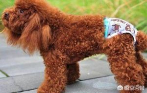 我选择狗带什么意思？我选择狗带什么意思 流行语-警犬训练器材厂家 _警犬训练用品_工作犬训练用品-南京开久警犬装备