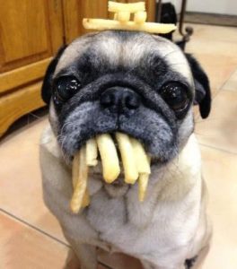 狗狗的幽默故事萌宠-警犬训练器材厂家 _警犬训练用品_工作犬训练用品-南京开久警犬装备