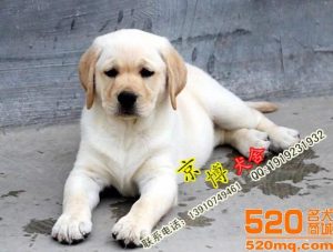 拉布拉多犬舍(杭州拉布拉多犬舍)-警犬训练器材厂家 _警犬训练用品_工作犬训练用品-南京开久警犬装备