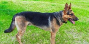 昆明买狗哪里靠谱(昆明哪里有买狗的市场)-警犬训练器材厂家 _警犬训练用品_工作犬训练用品-南京开久警犬装备