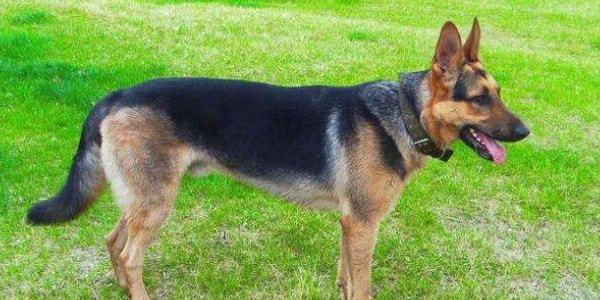 昆明买狗哪里靠谱(昆明哪里有买狗的市场) - 警犬训练器材厂家 _警犬训练用品_工作犬训练用品-南京开久警犬装备-警犬训练器材厂家 _警犬训练用品_工作犬训练用品-南京开久警犬装备