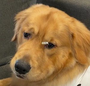 狗狗委屈的哭了(狗狗委屈的哭了 *** )-警犬训练器材厂家 _警犬训练用品_工作犬训练用品-南京开久警犬装备