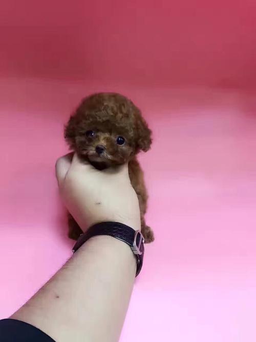 茶杯贵宾犬多少钱?真是令人惊讶的价格! - 警犬训练器材厂家 _警犬训练用品_工作犬训练用品-南京开久警犬装备-警犬训练器材厂家 _警犬训练用品_工作犬训练用品-南京开久警犬装备