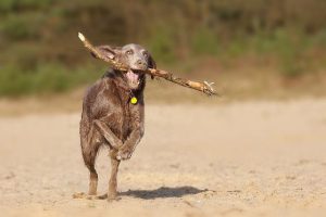 怎么训练狗狗不乱叫(怎么训练狗狗见人不乱叫)-警犬训练器材厂家 _警犬训练用品_工作犬训练用品-南京开久警犬装备