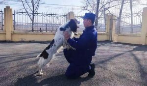搜救犬10大品种排名(搜救犬品种排名史宾格)-警犬训练器材厂家 _警犬训练用品_工作犬训练用品-南京开久警犬装备