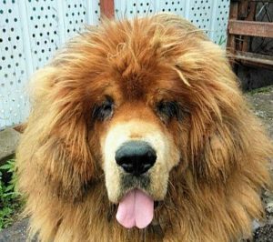 狗雪獒吃什么(雪獒吃什么东西?)-警犬训练器材厂家 _警犬训练用品_工作犬训练用品-南京开久警犬装备