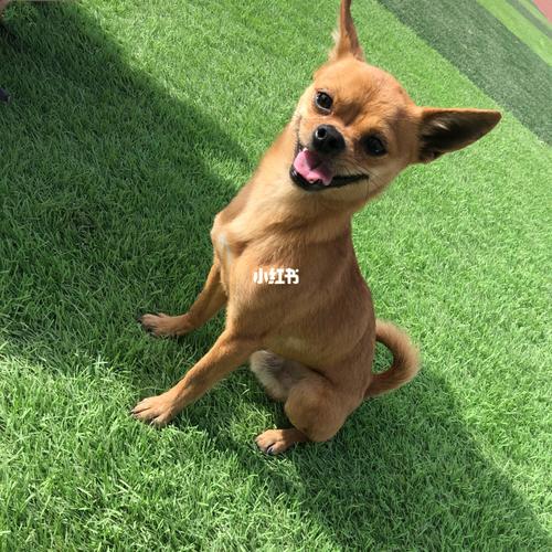 鹿犬和吉娃娃(鹿犬和吉娃娃杂交照片) - 警犬训练器材厂家 _警犬训练用品_工作犬训练用品-南京开久警犬装备-警犬训练器材厂家 _警犬训练用品_工作犬训练用品-南京开久警犬装备