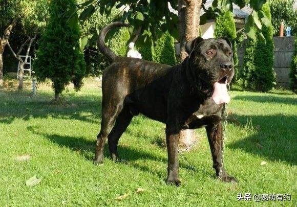 拿破仑犬价格(拿破仑干红葡萄酒价格) - 警犬训练器材厂家 _警犬训练用品_工作犬训练用品-南京开久警犬装备-警犬训练器材厂家 _警犬训练用品_工作犬训练用品-南京开久警犬装备