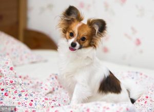 小蝴蝶犬是什么样子的(小蝴蝶小时候是什么样子)-警犬训练器材厂家 _警犬训练用品_工作犬训练用品-南京开久警犬装备