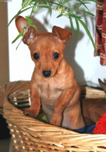 小鹿狗叫什么名字(京东狗叫什么名字)-警犬训练器材厂家 _警犬训练用品_工作犬训练用品-南京开久警犬装备