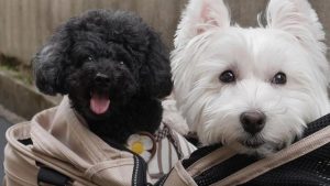 狗狗身上烂了个洞，狗狗身上烂了个洞虫-警犬训练器材厂家 _警犬训练用品_工作犬训练用品-南京开久警犬装备