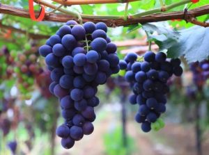 边牧犬满月后吃什么？边牧犬不能吃什么-警犬训练器材厂家 _警犬训练用品_工作犬训练用品-南京开久警犬装备